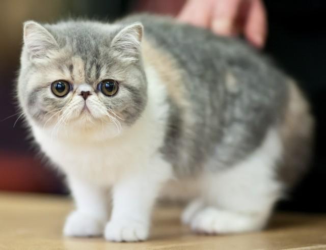 Cat Breeds Flashcards  Chegg.com