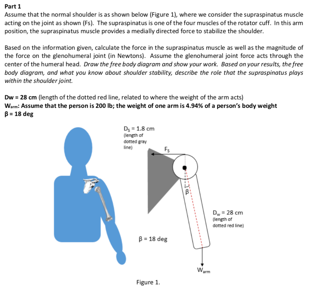 Diagram Of Shoulder Joint / Shoulder Anatomy Best Orthopaedic Doctor