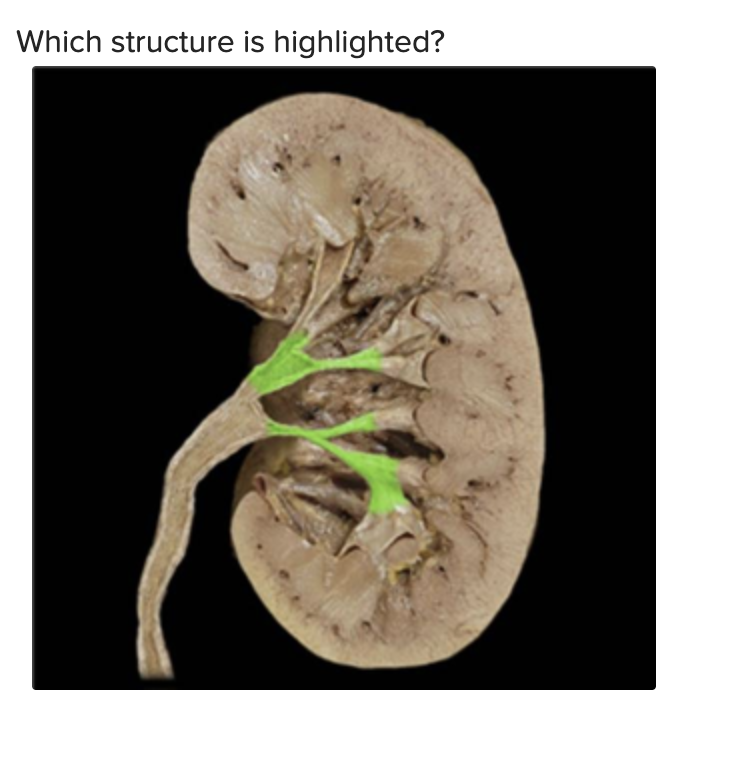 solved-which-structure-is-highlighted-chegg