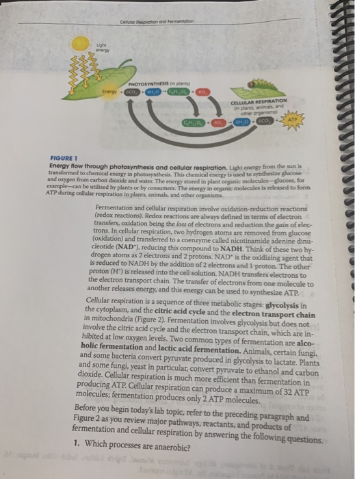 is light energy used in cellular respiration