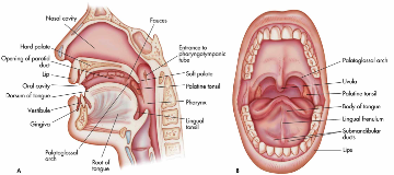 faucial pillars