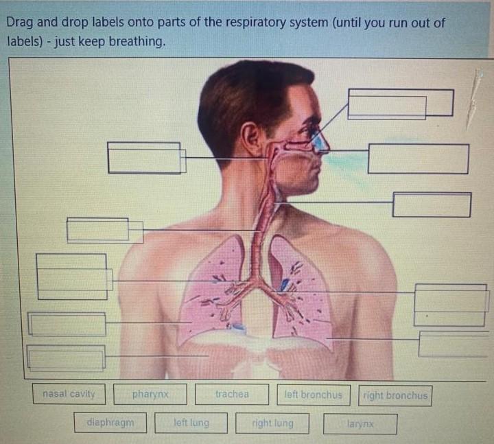 Solved Drag and drop labels to the body part on image below | Chegg.com