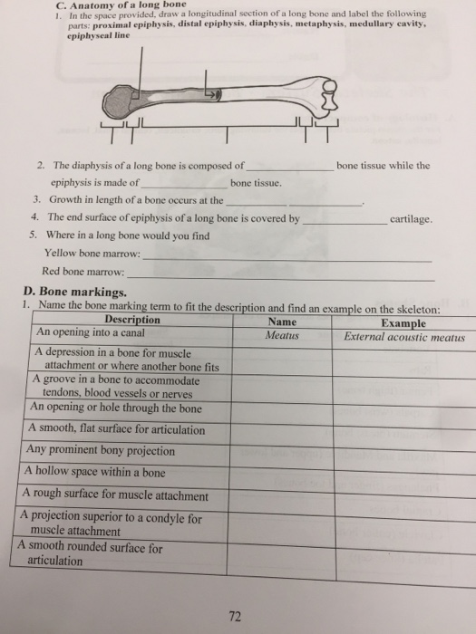 Solved C. Anatomy of a long bone 1. In the space provided, | Chegg.com