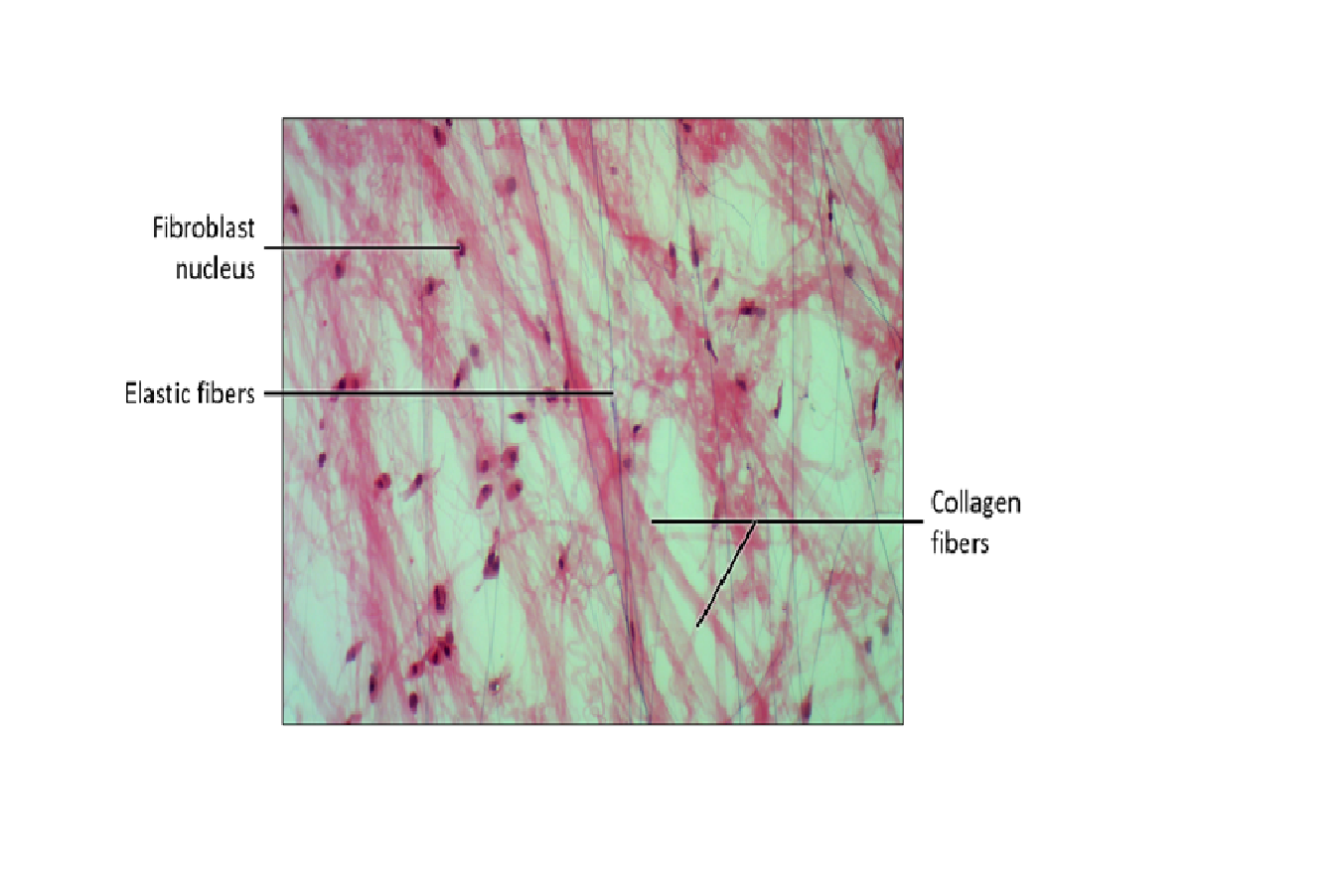 labeled areolar tissue