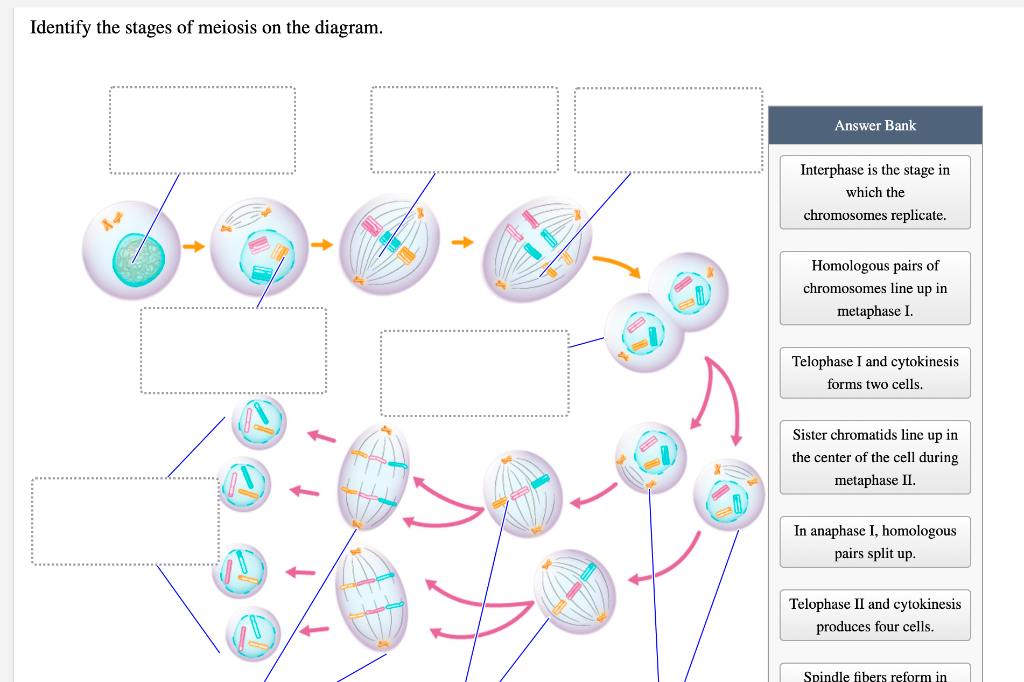 telophase 2 diagram