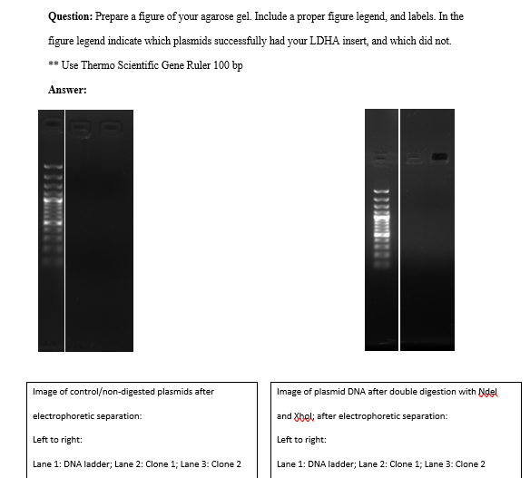 Solved I need help labeling the Ladders (located in well 1) | Chegg.com