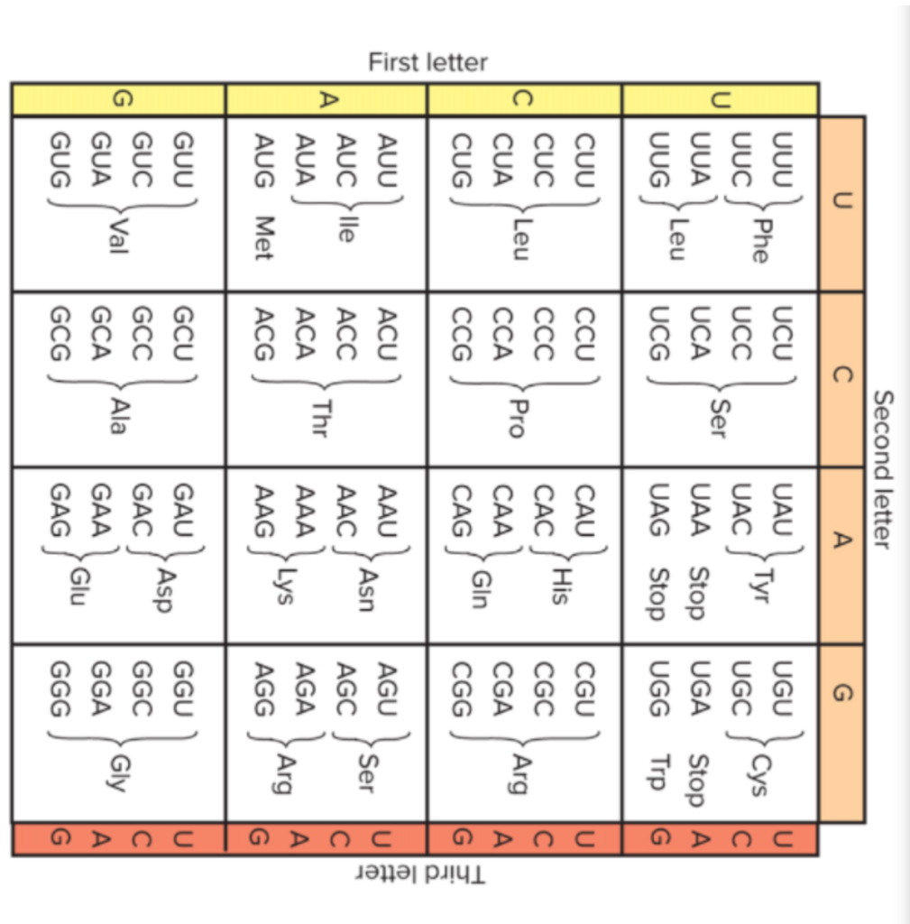 Solved The table shows the amino acids corresponding to | Chegg.com