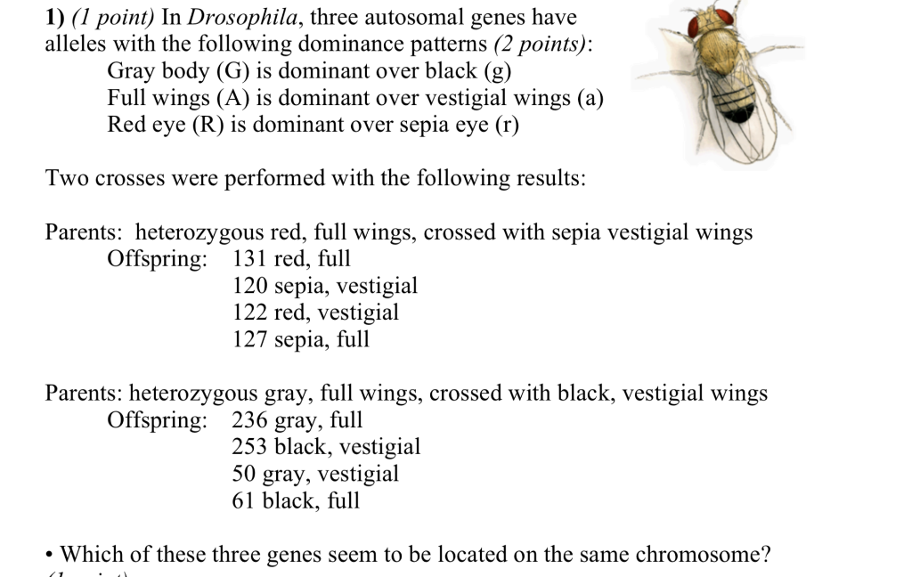Solved 1) (1 point) In Drosophila, three autosomal genes