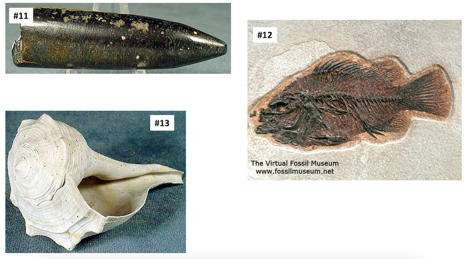 virtual fossil dig