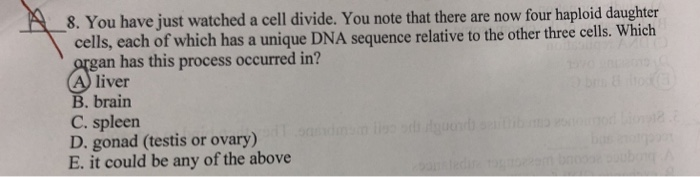 Solved 8. You have just watched a cell divide. You note that | Chegg.com