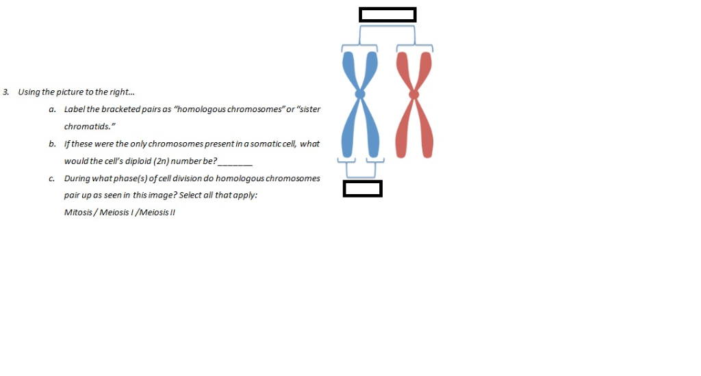 Homologous Chromosomes And Sister Chromatids