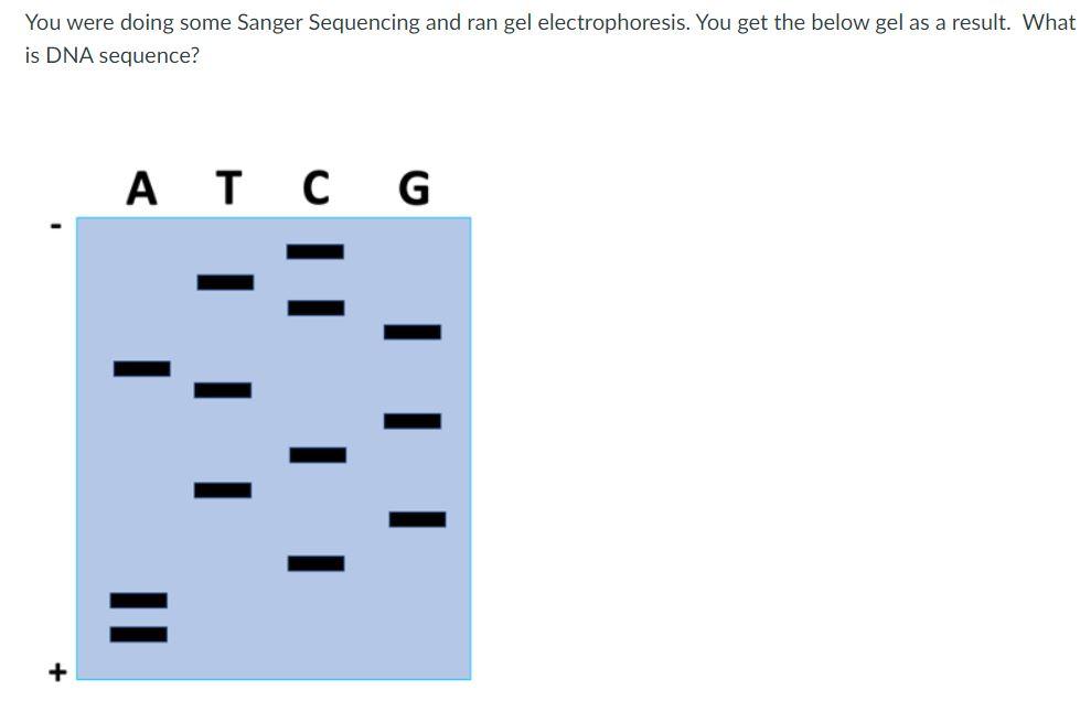 Solved You were doing some Sanger Sequencing and ran gel | Chegg.com