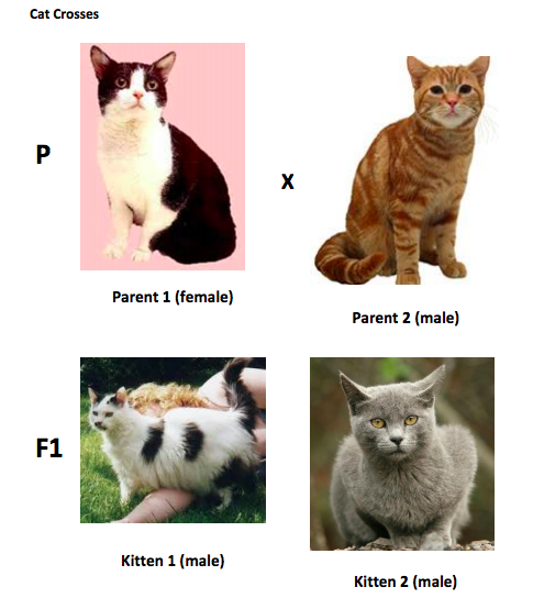 Use the table of genetic traits for cats below to | Chegg.com