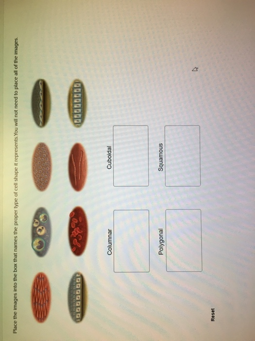 Solved Place the images into the box that names the proper | Chegg.com