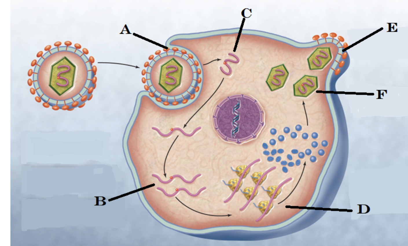 The virus develops an envelope and spikes, and | Chegg.com