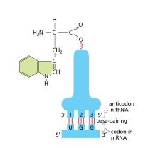 Solved 77. Below is the sequence from the 3′ end of an mRNA. | Chegg.com