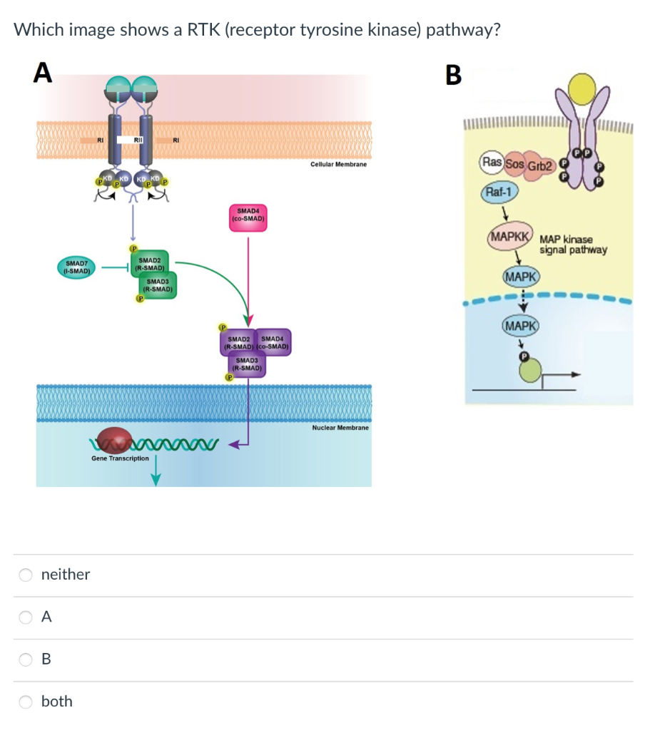 Solved Which image shows a RTK (receptor tyrosine kinase) | Chegg.com