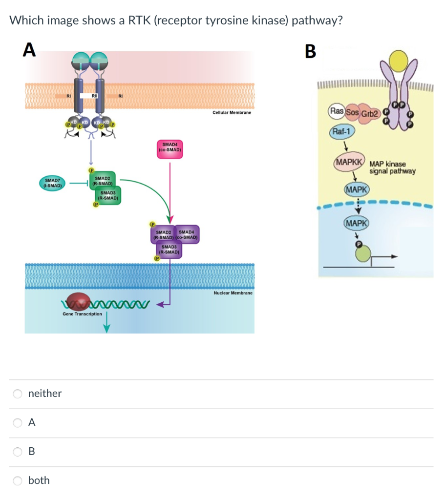 tyrosine kinase receptor pathway