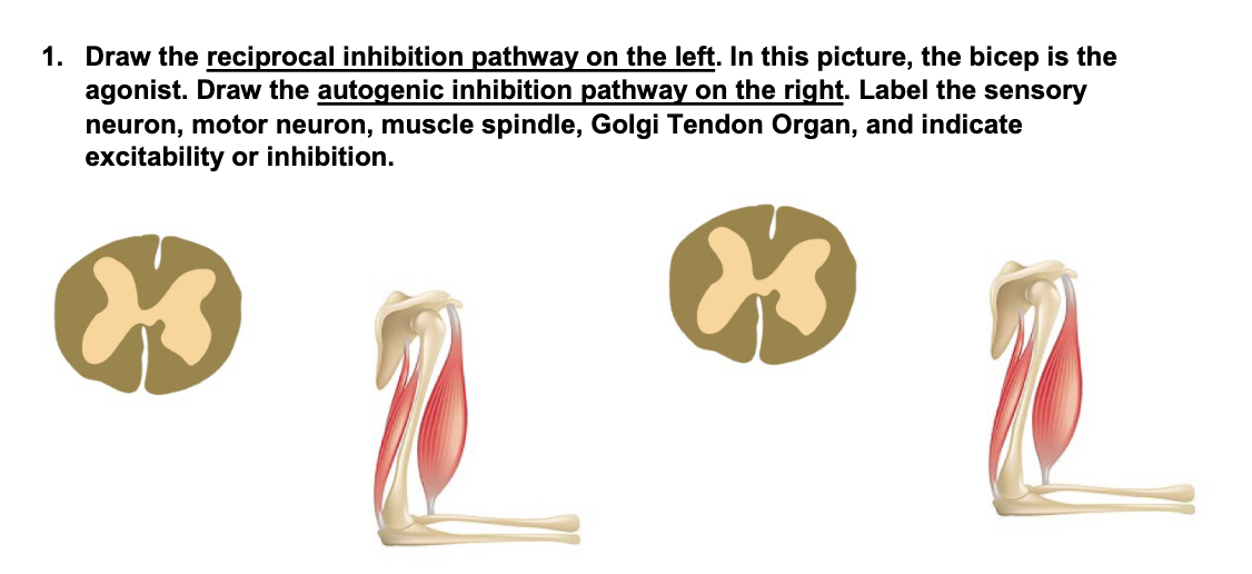 Solved Draw the reciprocal inhibition pathway on the left.