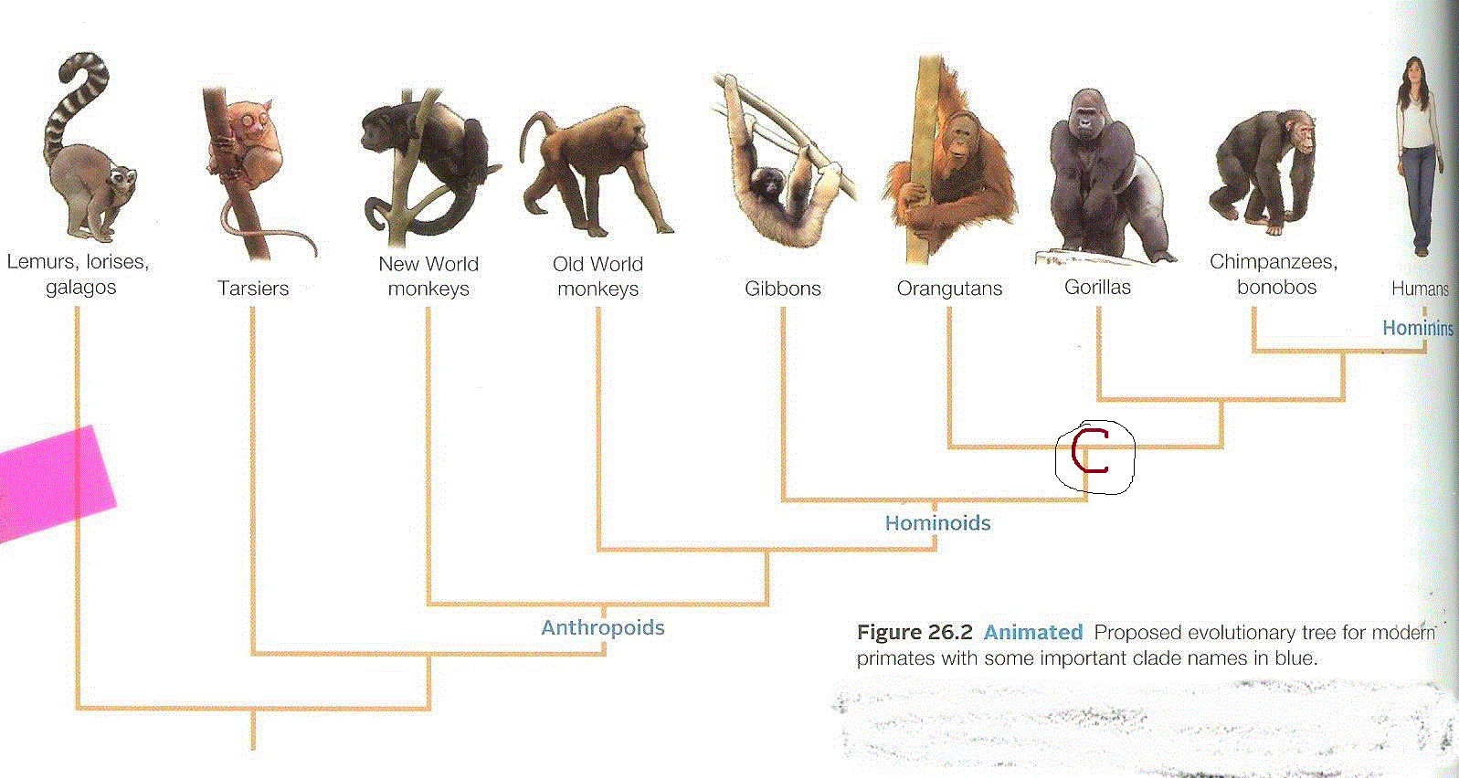 Solved Examine the evolutionary tree diagram below and | Chegg.com