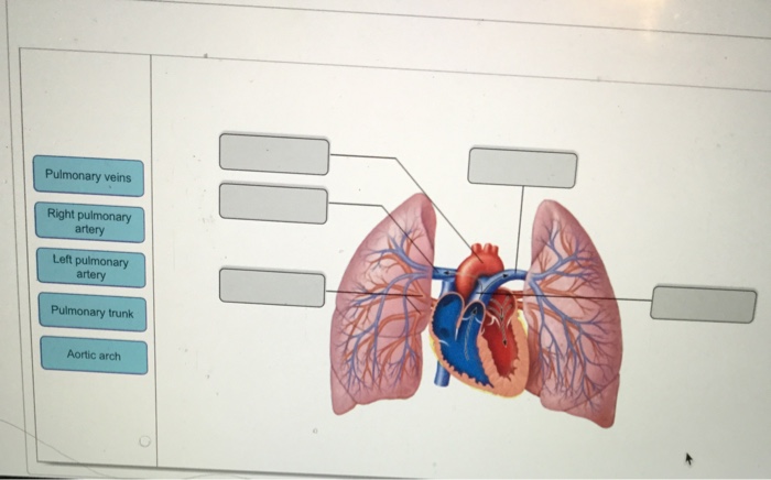 Anatomy And Physiology Archive | February 09, 2018 | Chegg.com