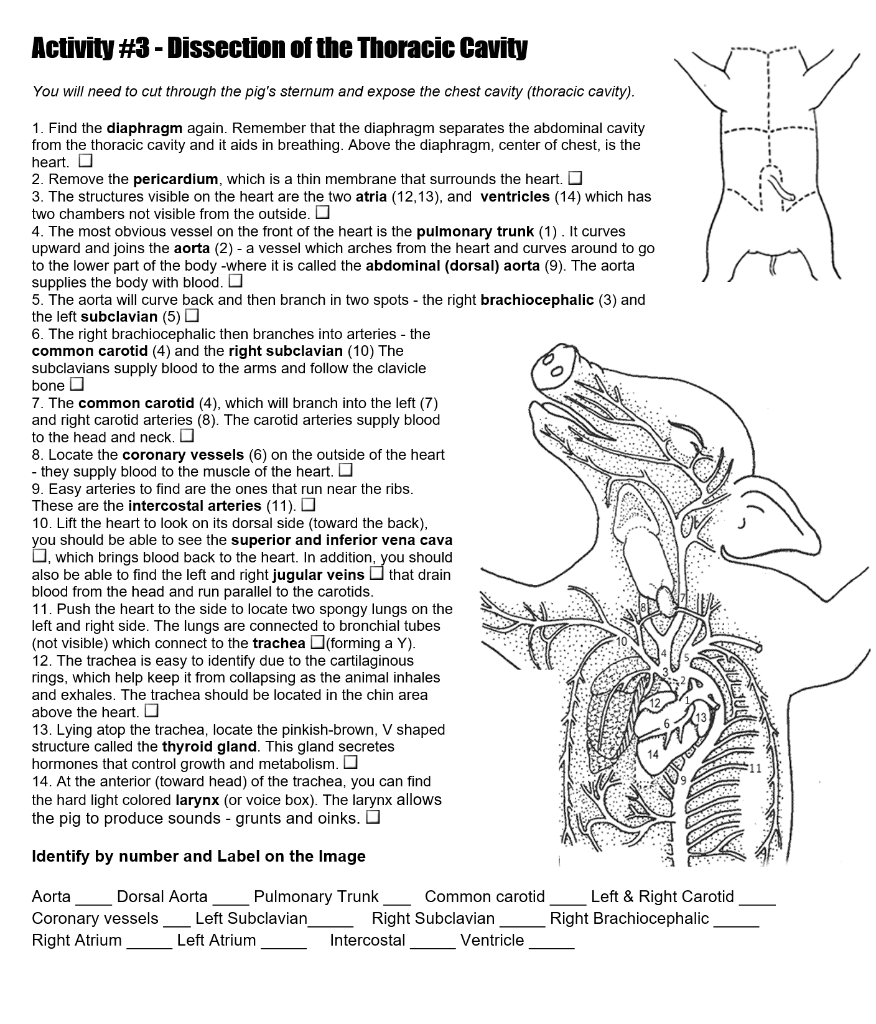 Pig Dissection External Oral Cavity Neck Thoracic Cav vrogue.co