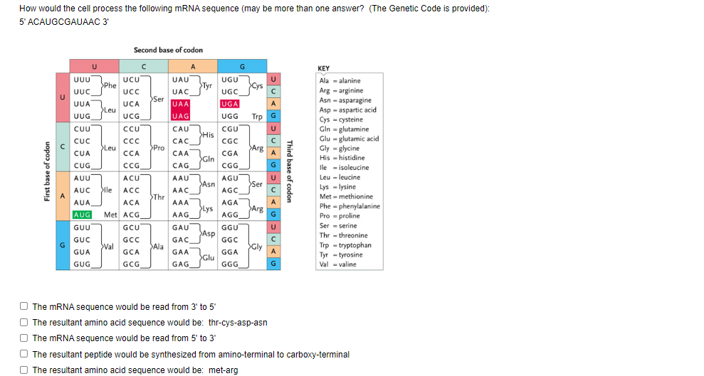 Solved How would the cell process the following mRNA | Chegg.com