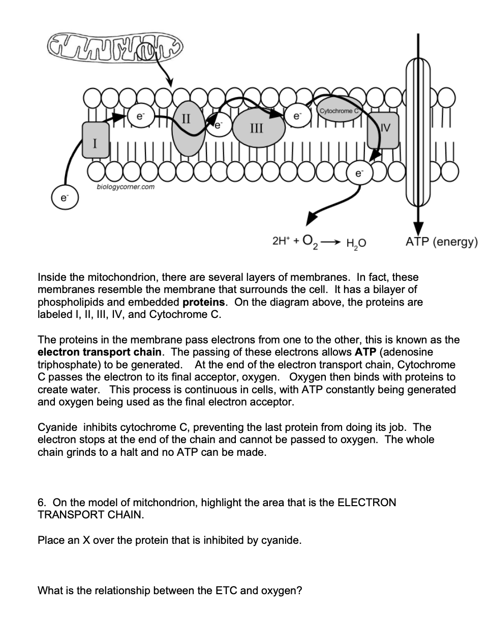 Solved TMMONS Cytochrome e III IV OM biologycomer.com e 2H+ | Chegg.com