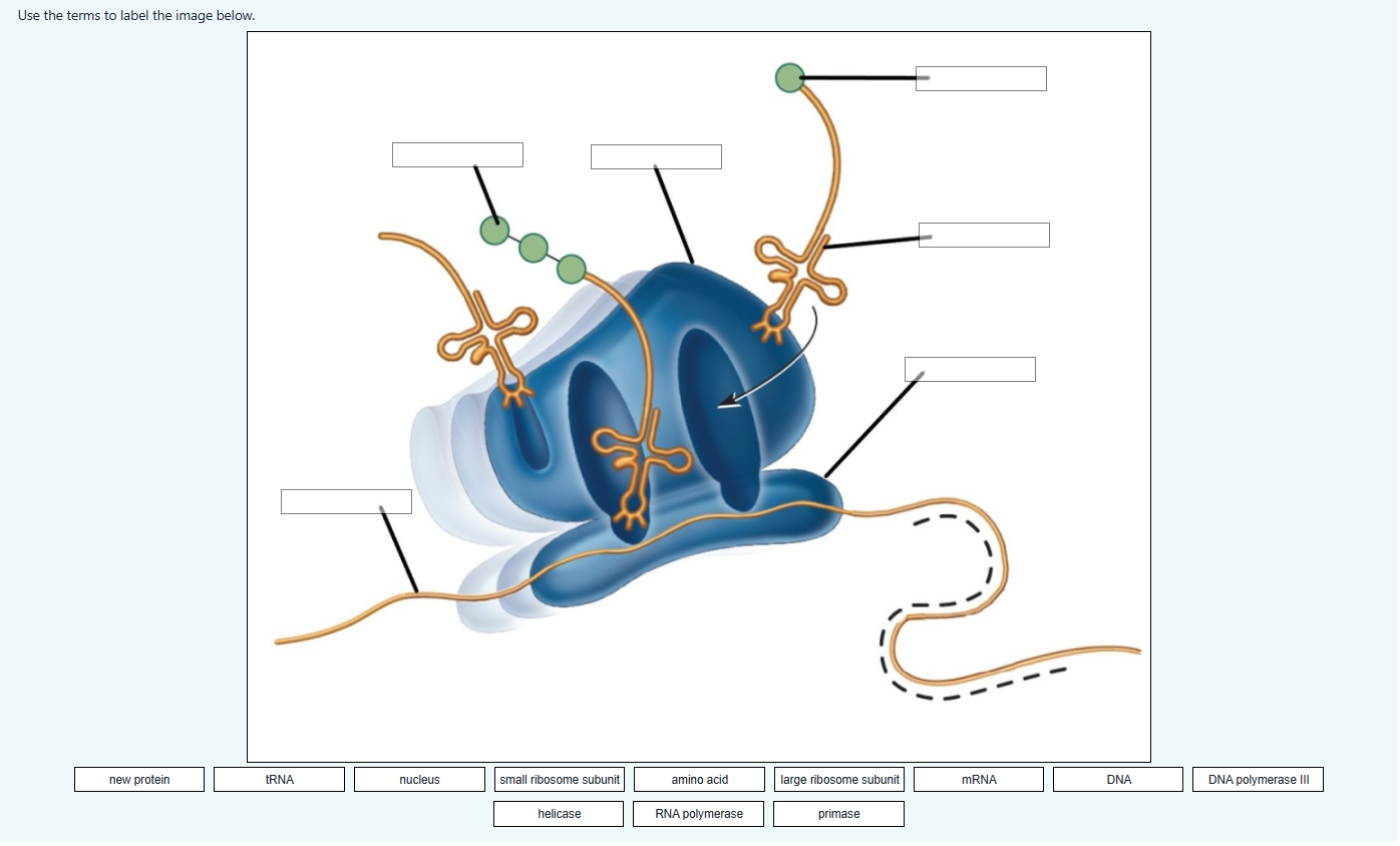 Solved Use the terms to label the image below.