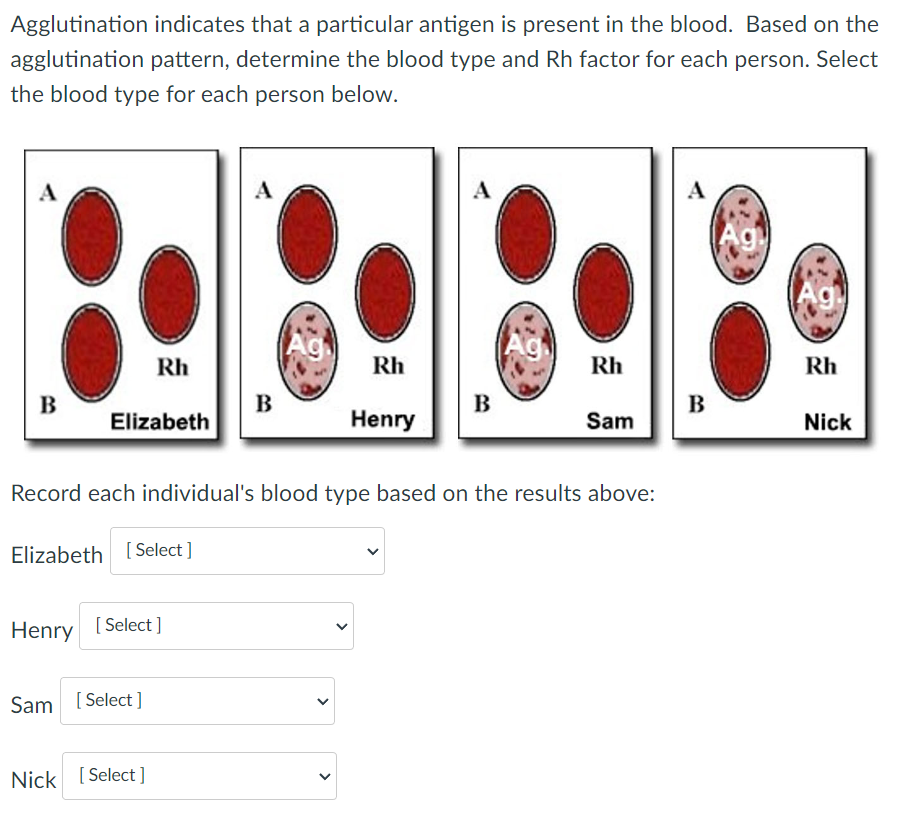 blood-typing-of-abo-blood-types-diagram-quizlet