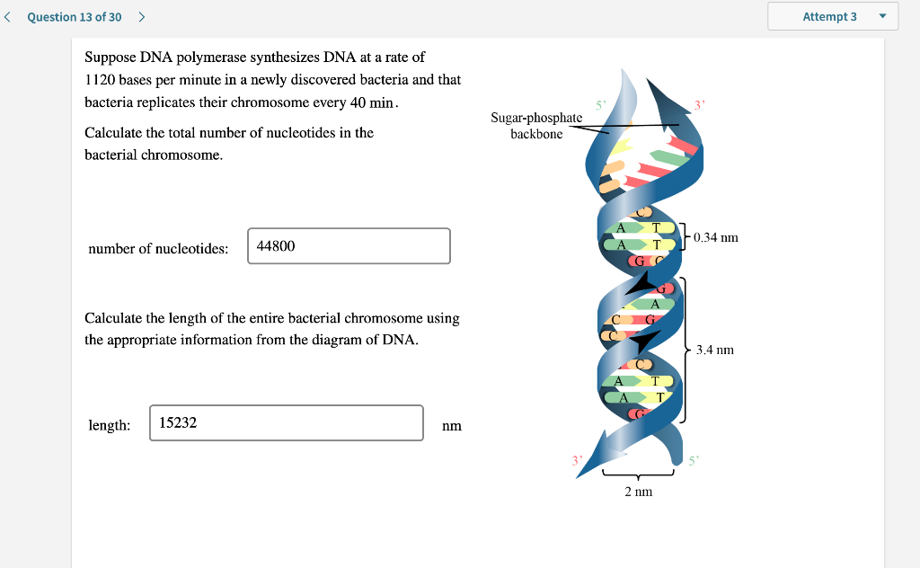 [Solved]: Suppose DNA Polymerase Synthesizes DNA At A Rat