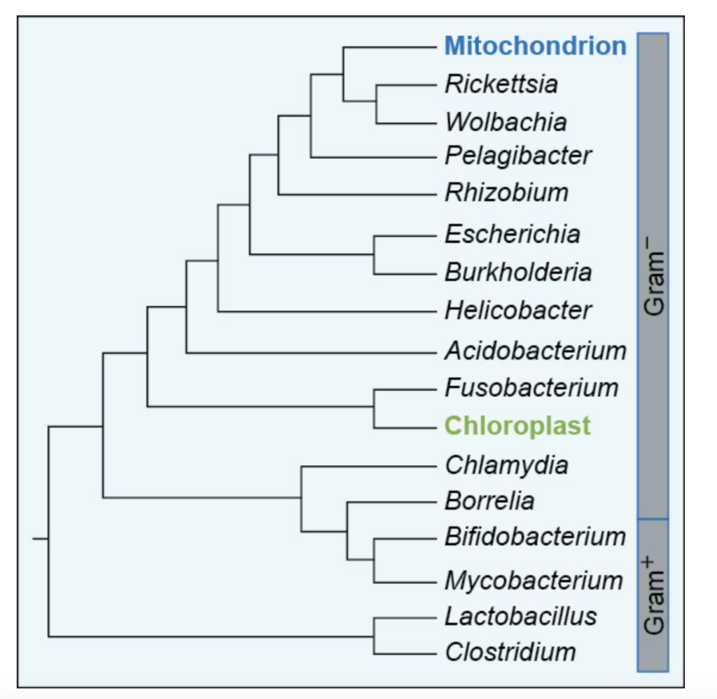 Schematic phylogenetic relationships of mitochondria and