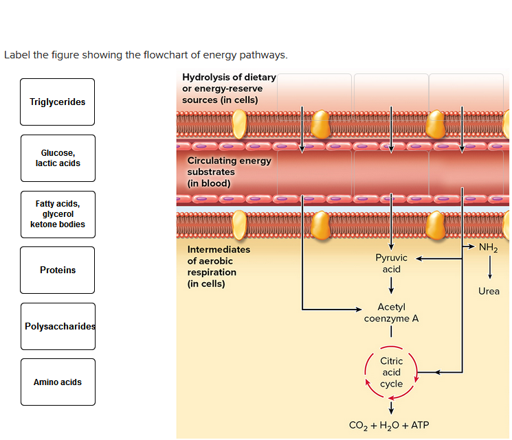 4 Pathways Solved Label the figure showing the flowchart of energy | Chegg.com