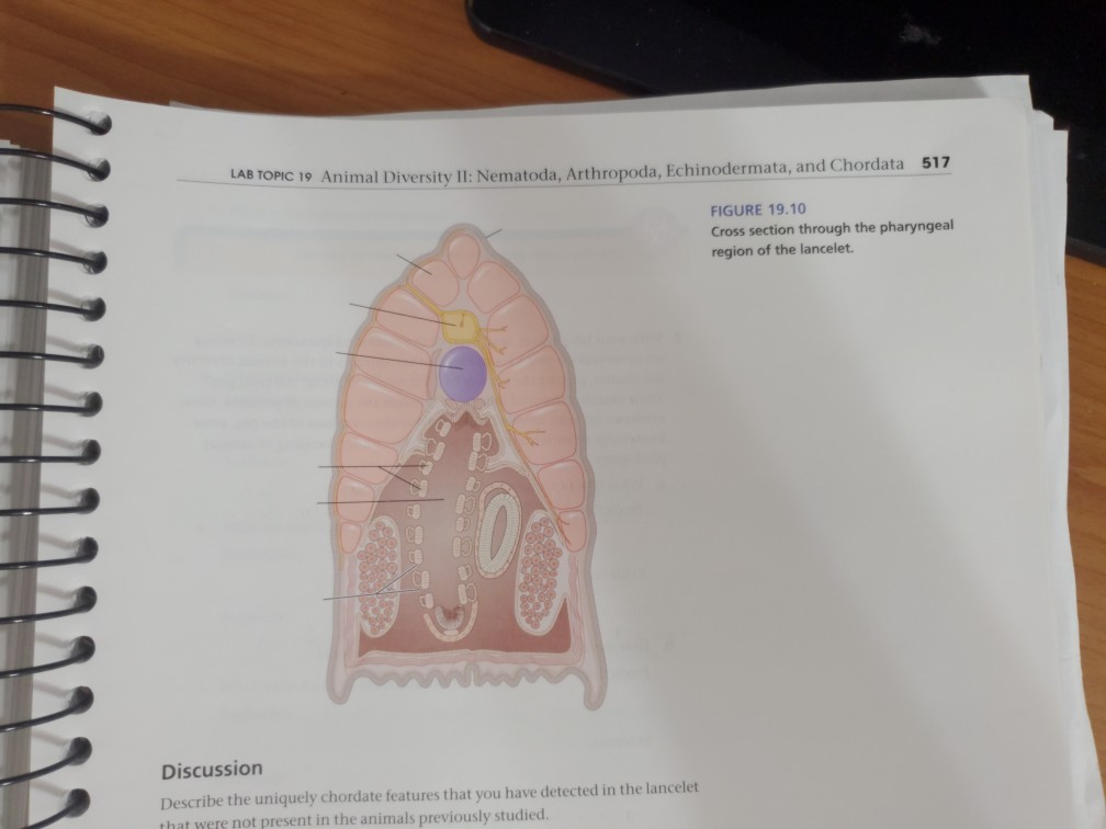 Solved LAB TOPIC 19 Animal Diversity II: Nematoda, | Chegg.com