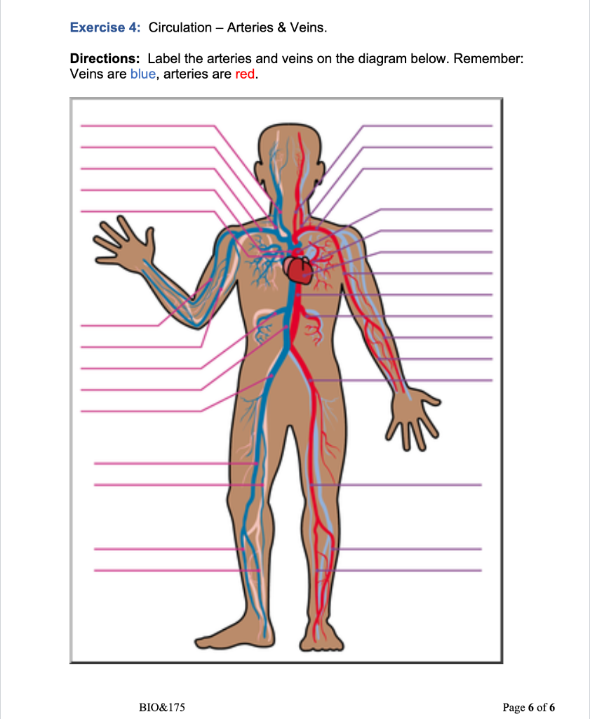 Arteries And Veins Diagram To Label