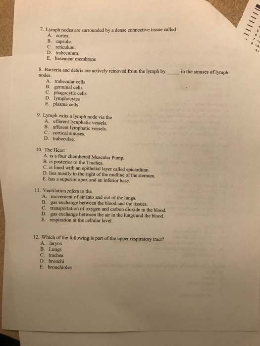 Solved 7. Lymph nodes are surrounded by a dense connective | Chegg.com