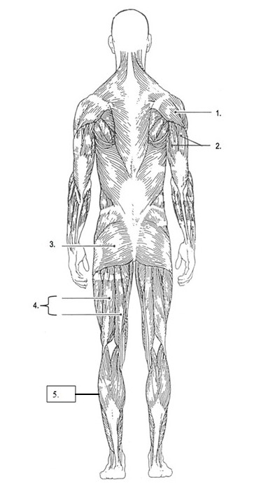 Solved Match the muscles (note that there are 5 muscles to | Chegg.com