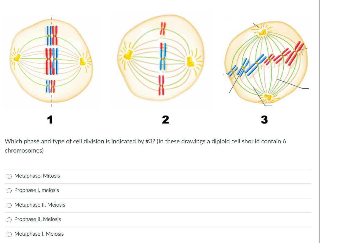 Solved Wy 1 2 3 Which Phase And Type Of Cell Division Is Chegg Com