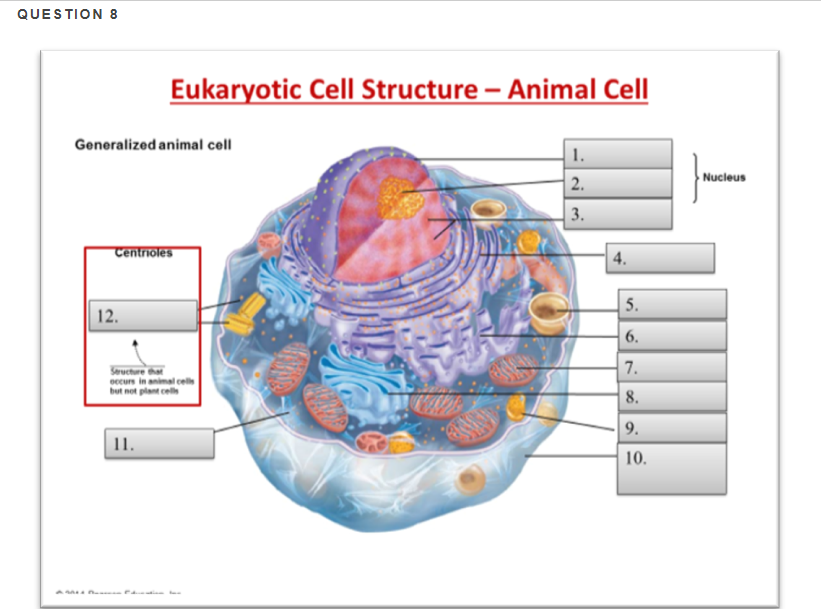 Solved QUESTION 8 Eukaryotic Cell Structure -Animal Cell 