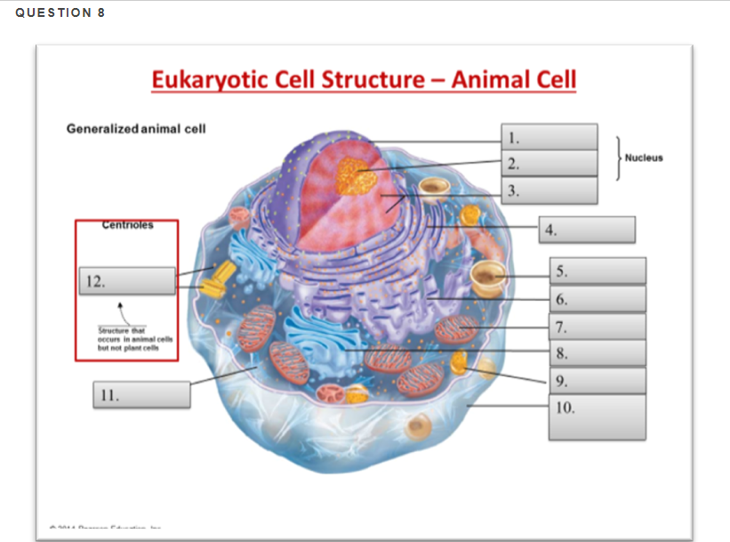 Question 8 Eukaryotic Cell Structure Animal Cell Chegg Com