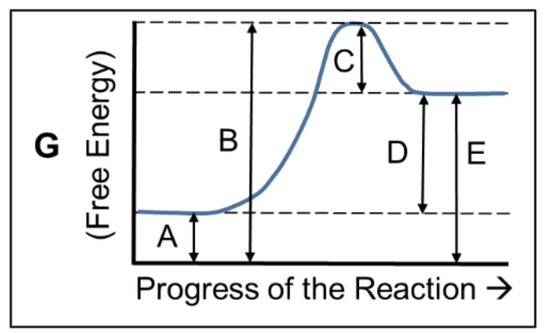 Solved Which part of the graph for this endergonic reaction | Chegg.com