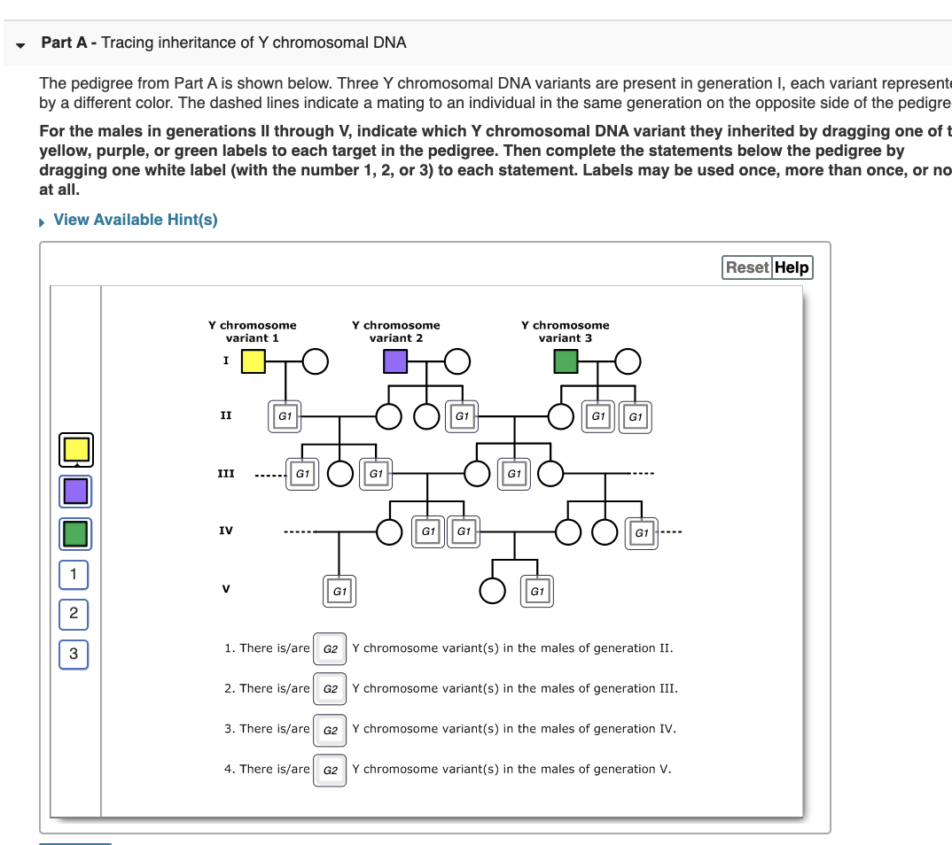 Solved Part A - Tracing Inheritance Of Y Chromosomal DNA The | Chegg.com