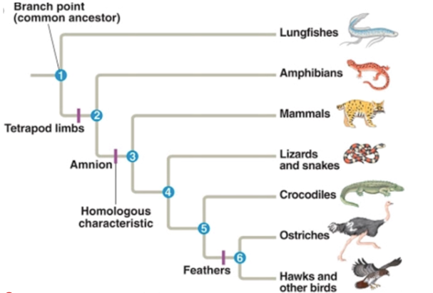 Solved 1. Name any group of species that form a paraphyletic | Chegg.com