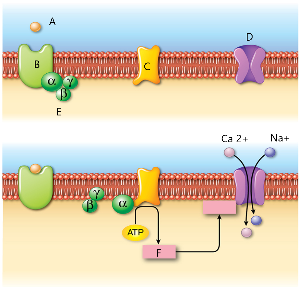 Solved Label the diagram (A-F) showing how an odorant | Chegg.com