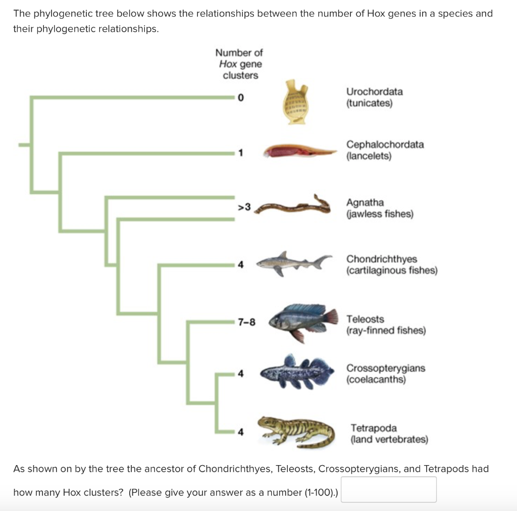 Solved The phylogenetic tree below shows the relationships | Chegg.com