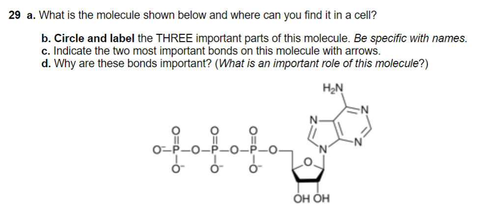 Solved 29 a. What is the molecule shown below and where can | Chegg.com