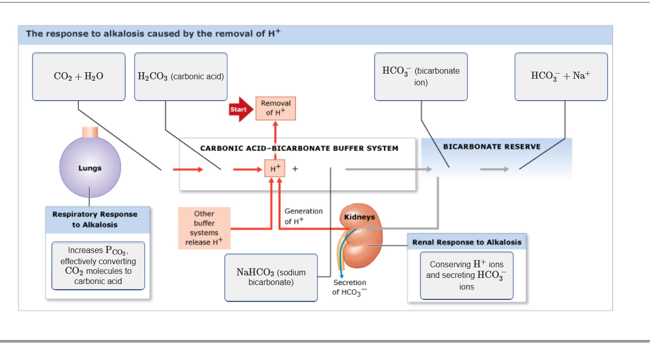 Solved The response to alkalosis caused by the removal of H+
