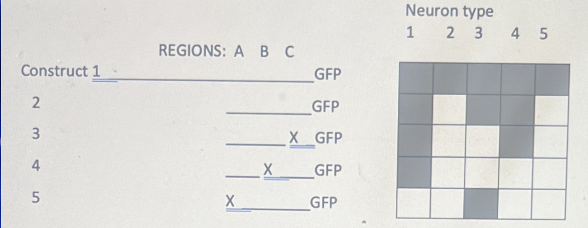 Solved draw an enhancer region for each type of neuron with | Chegg.com