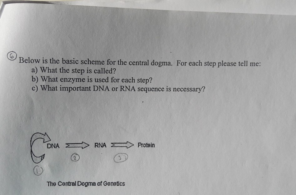 Solved Below is the basic scheme for the central dogma. For | Chegg.com