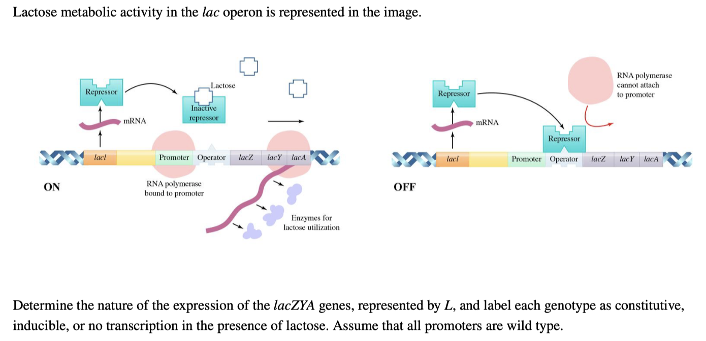 lac operon without lactose
